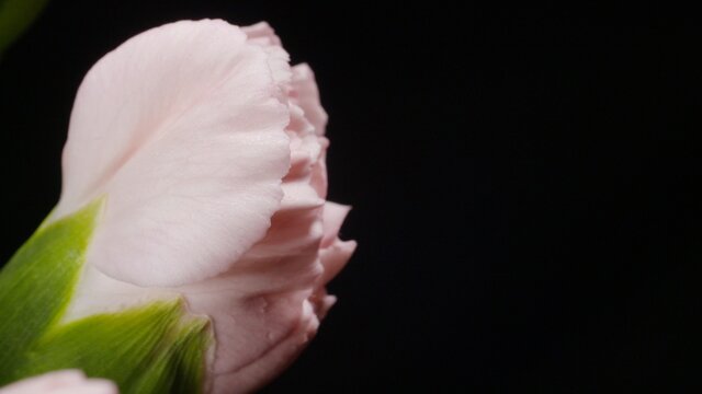 Kwiat, r&oacute;żowy kwiat, goździk, r&oacute;żowy goździk