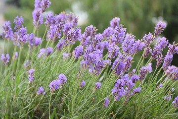 lavender field in region