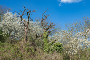 Flowering bushes in a valley near Wiesbaden / Germany in spring