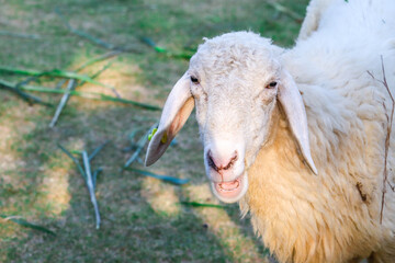 Sheep in the farm and eating the grass.