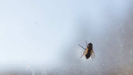 bluebottle froze to the glass on the window in winter