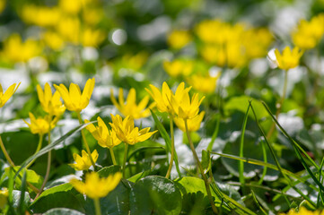 Ficaria verna lesser celandine bright yellow ground flowers in bloom, wild pilewort flowering springtime plants