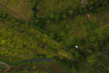 Amazing and Stunnind Drone Aerial Shot Top View of a Coconut Palm Trees in the Philippines in Southeast Asia