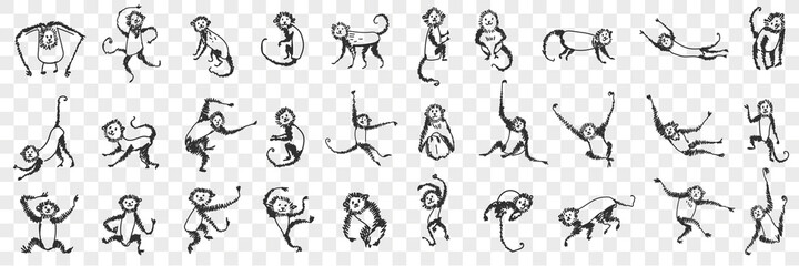 Monkeys enjoying life doodle set. Collection of hand drawn monkey animals primate playing hanging on branches and trees eating sleeping feeling happy for children isolated on transparent background - obrazy, fototapety, plakaty