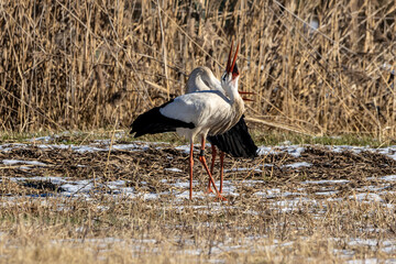 A couple of storks on a meadow at a cold day in winter next to Büttelborn in Hesse, Germany.
