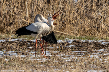 A couple of storks on a meadow at a cold day in winter next to Büttelborn in Hesse, Germany.