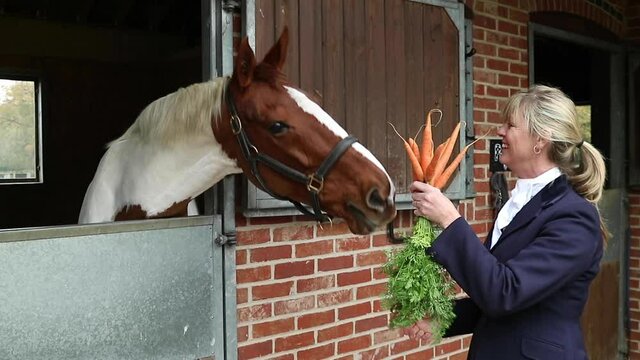 Woman feeding a carrot to a horse at a stable on a warm day.