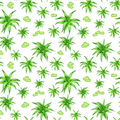 Watercolor aloe vera seamless pattern. Hand painted fresh succulent herbs, aloe leaf slices isolated on white background. Botanical tropical design for cosmetic, package, design.