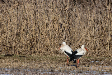 A couple of storks on a meadow at a cold day in winter next to Büttelborn in Hesse, Germany.