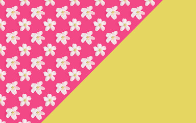 A pattern of white flowers of an apple tree on a bright pink and light green background. Copspace. View from above. The concept of spring, holiday, birthday, women's day. For banner, postcard.