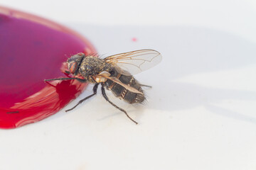 A fly eats berry spilled sweet jam