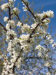 White flowers on a plum tree in spring.