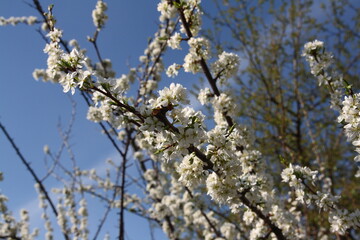 White flowers on a plum tree in spring.