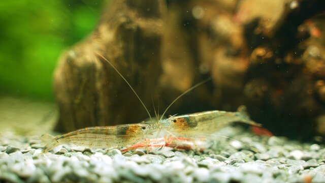 Amano shrimps eating dead neon fish.
