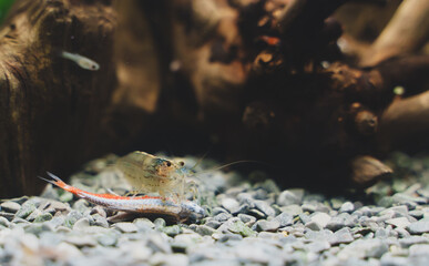 Amano shrimps eating dead neon fish.