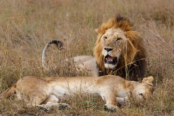 Obraz na płótnie Canvas Lion (Panthera leo) love couple spending several days together on the plains of the Masai Mara National Reserve in Kenya
