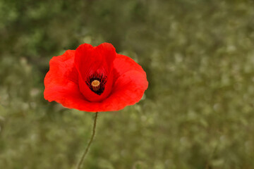 Red poppy flower close up on blurred green background