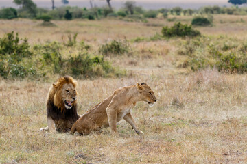 Obraz premium Lion (Panthera leo) love couple spending several days together on the plains of the Masai Mara National Reserve in Kenya