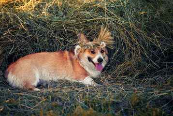 funny corgi dog lying on a haystack in a wreath of ears of corn and daisies flowers