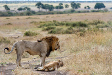 Lion (Panthera leo) love couple spending several days together on the plains of the Masai Mara National Reserve in Kenya