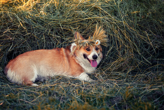 Funny Corgi Dog Lying On A Haystack In A Wreath Of Ears Of Corn And Daisies Flowers