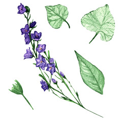 Campanula,branch violet flower and leaves.Balloon flower and leaves,olatycodon,bluebells,chinese bellflower.Set of three flowers campanula flowers and leaves.Hand painted illustration.Botanic,floral i