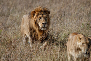 Naklejka na ściany i meble Lion (Panthera leo) love couple spending several days together on the plains of the Masai Mara National Reserve in Kenya