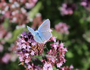 A male Common Blue butterfly, Polyommatus icarus
