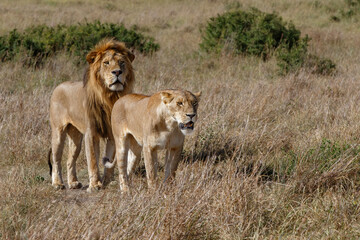 Fototapeta na wymiar Lion (Panthera leo) love couple spending several days together on the plains of the Masai Mara National Reserve in Kenya