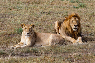 Lion (Panthera leo) love couple spending several days together on the plains of the Masai Mara National Reserve in Kenya