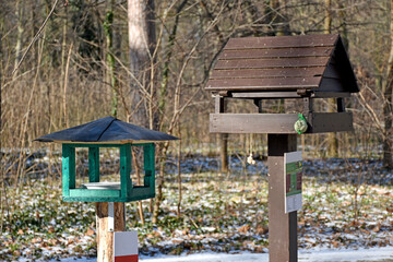 Bird feeder in the woods