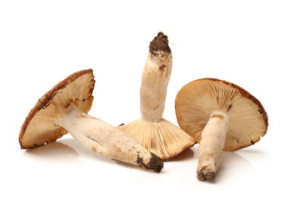 Fototapeta premium Hazel mushroom on white background 