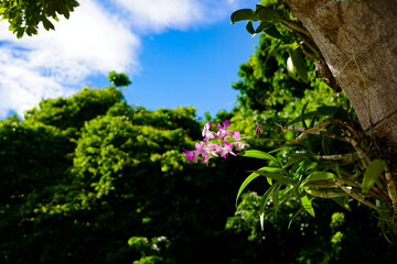 木々に囲まれたユリ