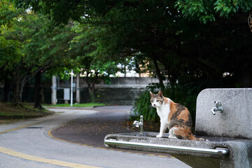 水が飲みたい猫　三毛猫