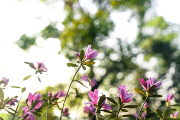 Flowers blooming in nature Natural light in the evening