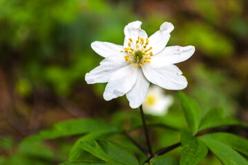  Warm summer evening. Beautiful rural landscape with sunrise and open meadow flowers bloom in the spring fields. Wild flowers blooming in the sunset Summer scene view