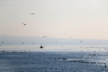 Flock of seagulls on the beach. Beautiful Mediterranean landscape in Croatia.