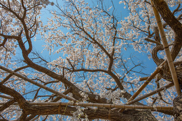 枝垂桜と青空　神奈川