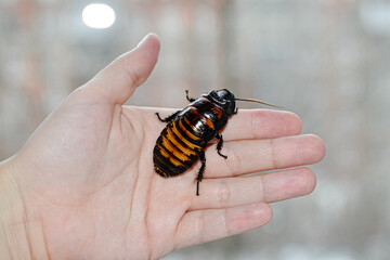 Beautiful huge Madagascar Hissing Cockroach crawls on human hand