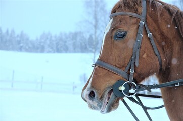 calm brown horse walks in the snow in winter