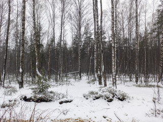Photo of the winter forest. Landscape of trees and snow on a winter day. A wild place without people.  Photo for content with copy space.