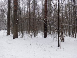 Photo of the winter forest. Landscape of trees and snow on a winter day. A wild place without people.  Photo for content with copy space.