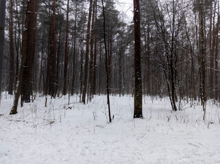 Photo of the winter forest. Landscape of trees and snow on a winter day. A wild place without people.  Photo for content with copy space.