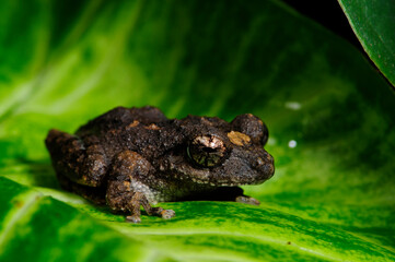 shrub frog // Ruderfrosch (Pseudophilautus spec.) - Sri Lanka © bennytrapp