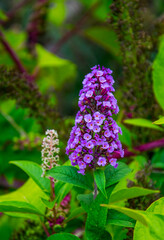 Ramilletes de flores de color morado y blanco se destacan sobre la vegetación verde de un parque