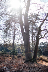 frozen heather landscape wahner heide
