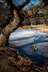 frozen heather landscape wahner heide
