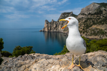 European Herring Gull portrait close-up