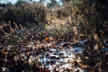 frozen heather landscape wahner heide
