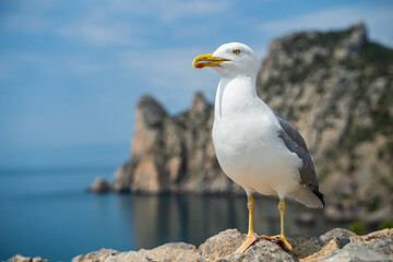 Seagull portrait against sea shore. Wild seagull with natural blue background.